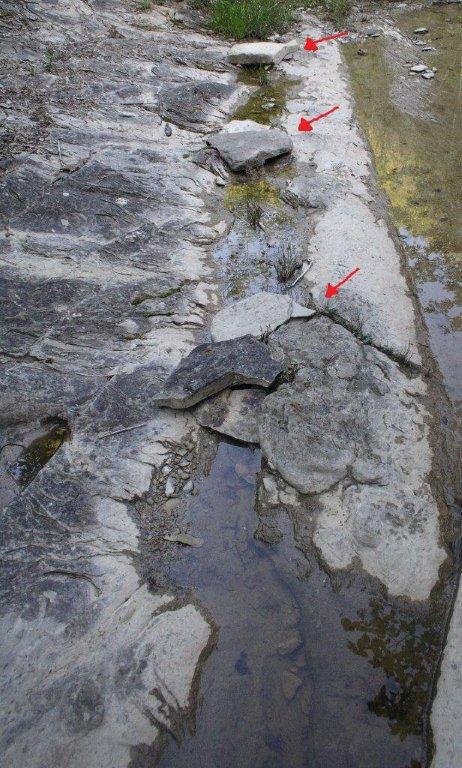 Centinaia di ovature di Salamandrina + 